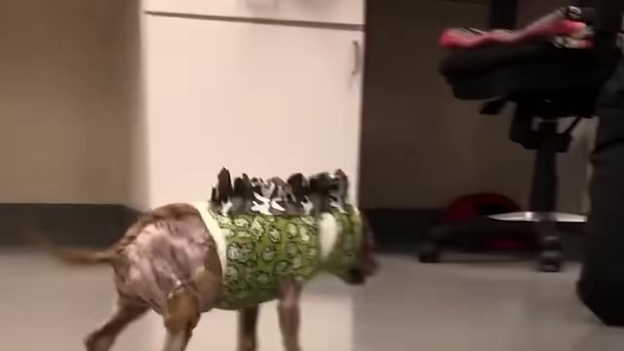 A small, hairless dog wearing a green dinosaur-patterned vest walks across a clinic floor.