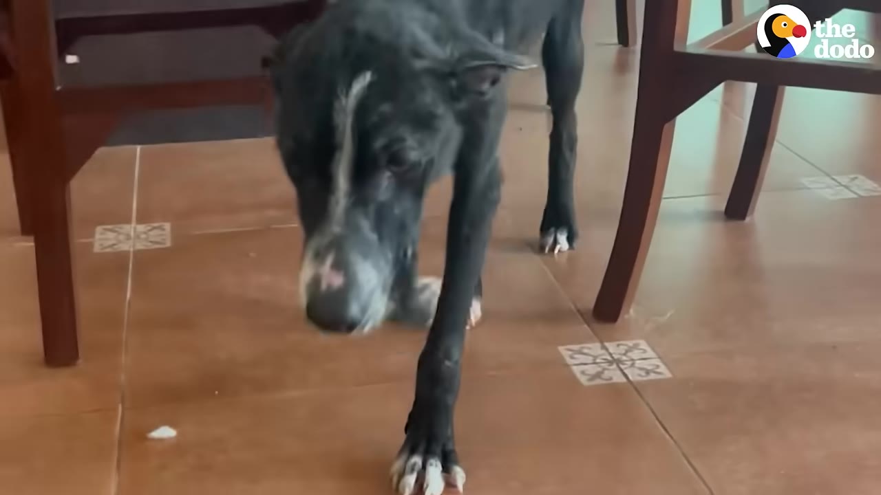 A thin black dog with white markings on its face and paws walks forward on a tiled floor indoors.