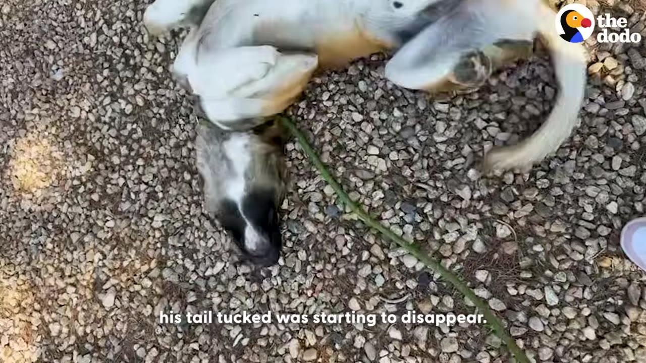 A tan and white dog lying on its back on a gravel surface, with its tail raised and wagging.