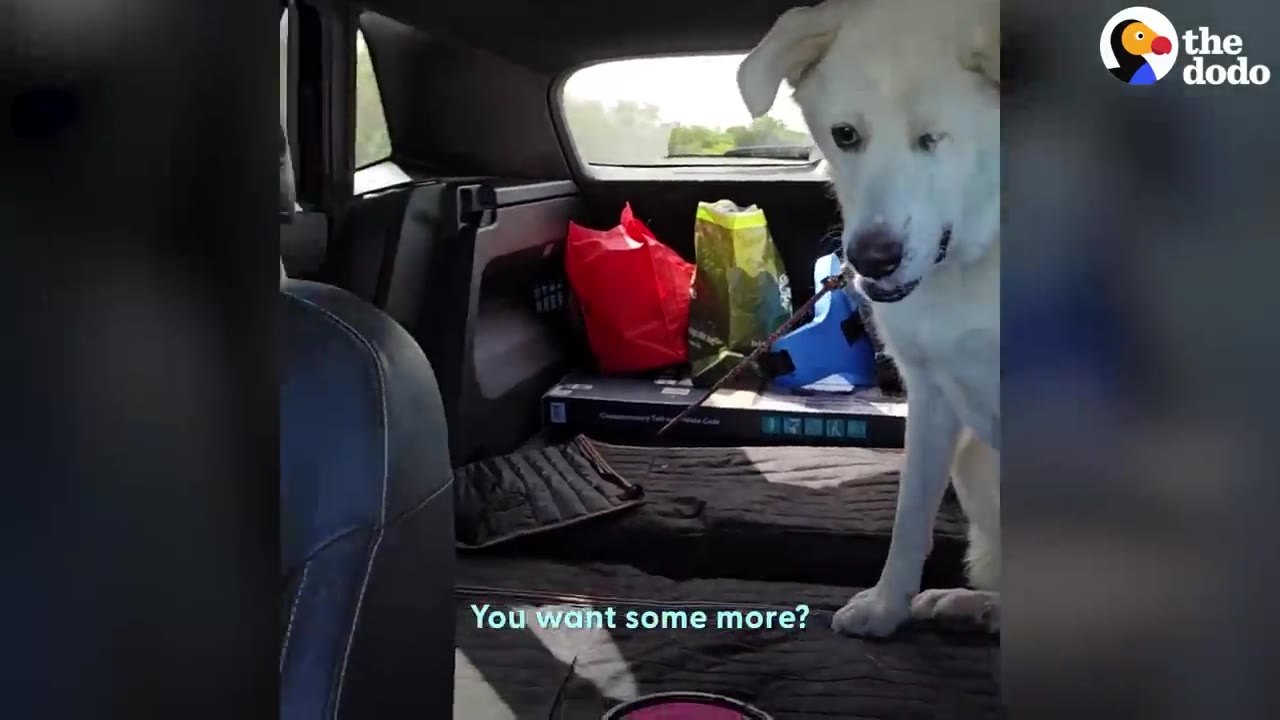 A white dog with one eye sits in the back cargo area of a car during a road trip.