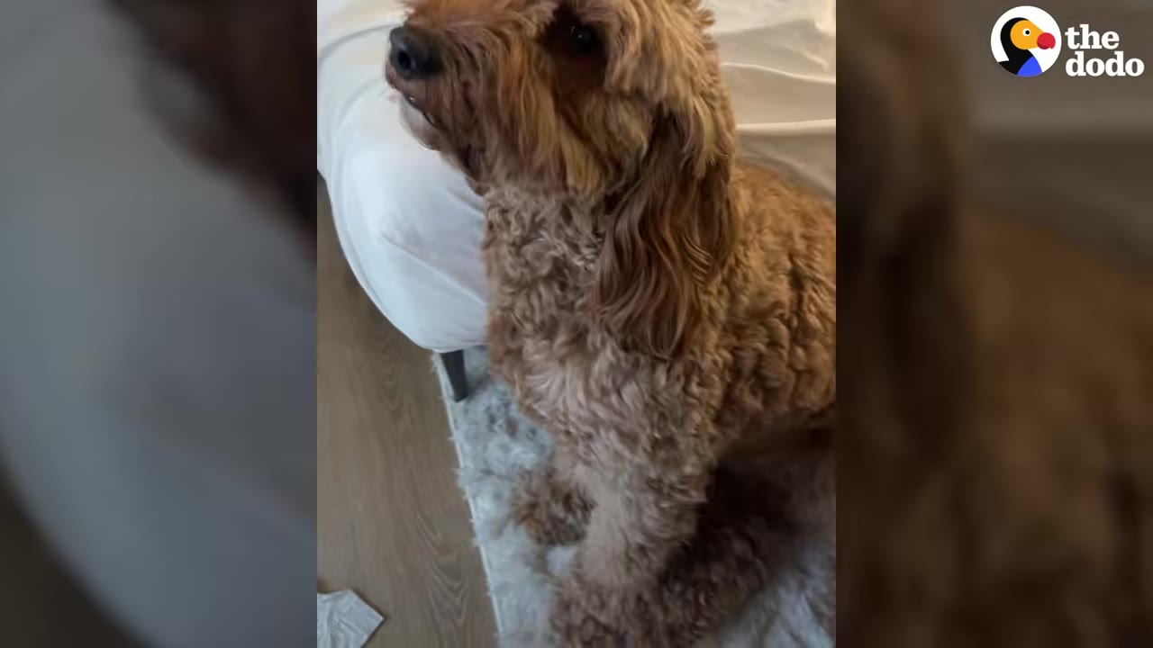 A golden fluffy doodle dog sitting attentively on a rug beside a white bed.