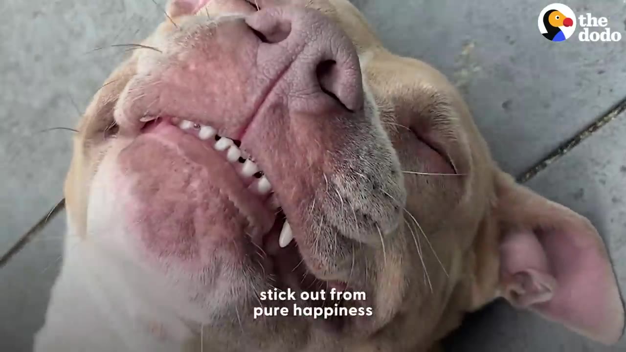 A close-up view of a light brown dog smiling with eyes closed and teeth showing while lying on its back.