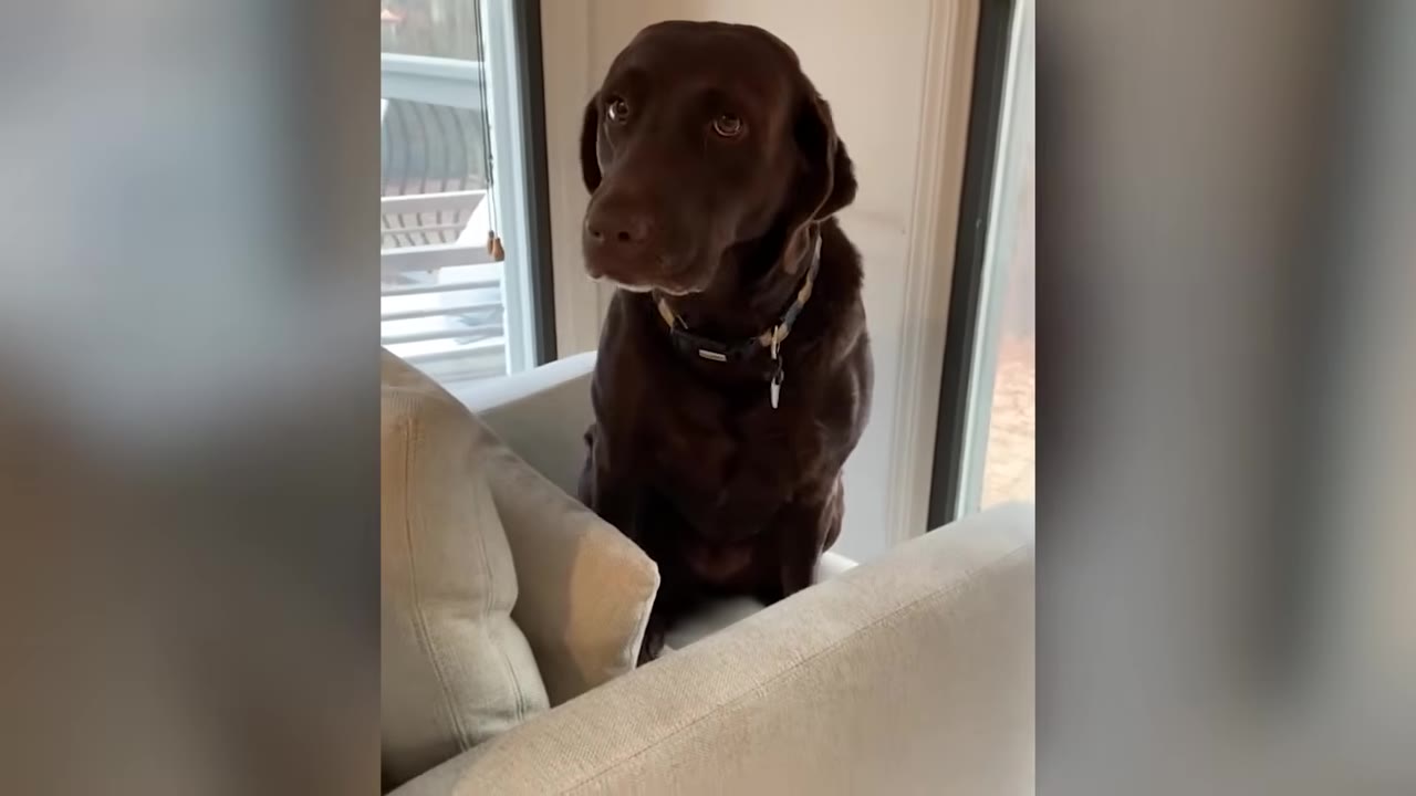 A chocolate Labrador sitting on a chair looking attentive and gentle.