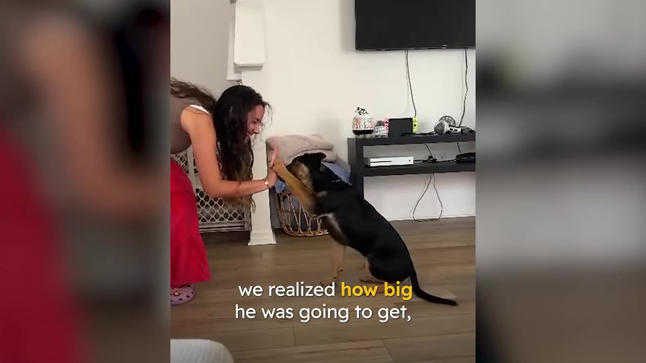 A German Shepherd puppy sits on a wooden floor and raises its paw to high-five a woman's hand, with text on screen reading 'we realized how big he was going to get,'.