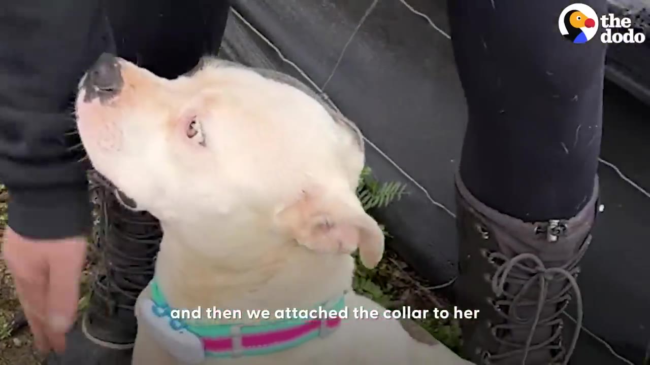 A close-up of a white dog wearing a colorful collar with a tracking device attached, looking up toward a person.