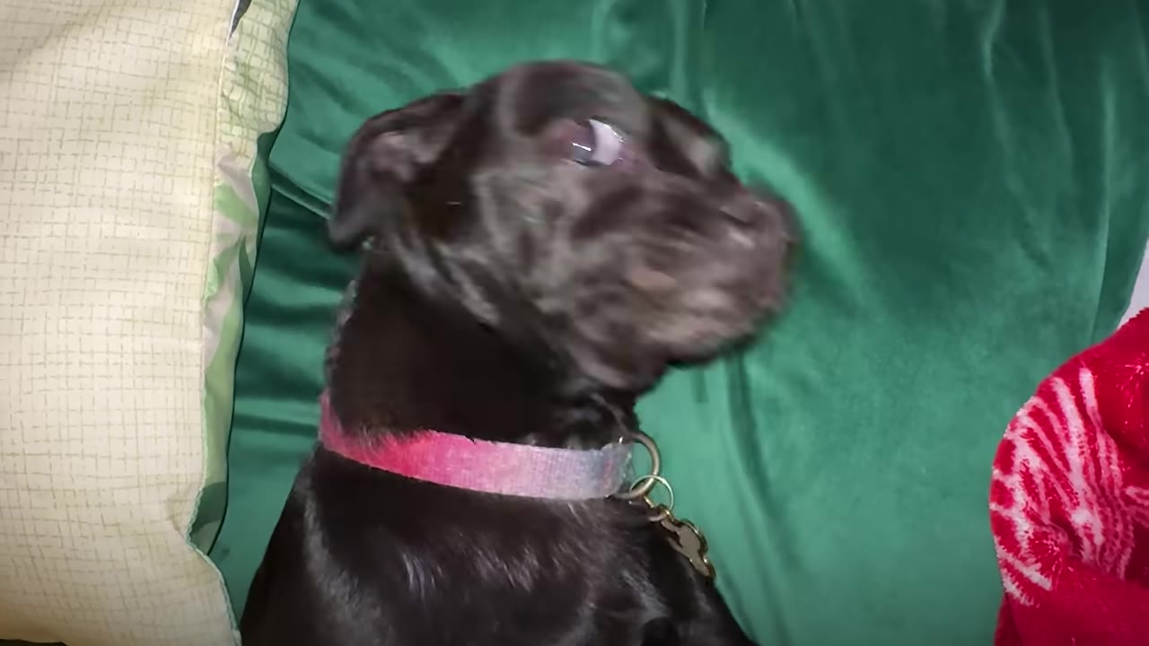 A close-up of a small black dog wearing a pink collar, lying on a green blanket and looking upwards.