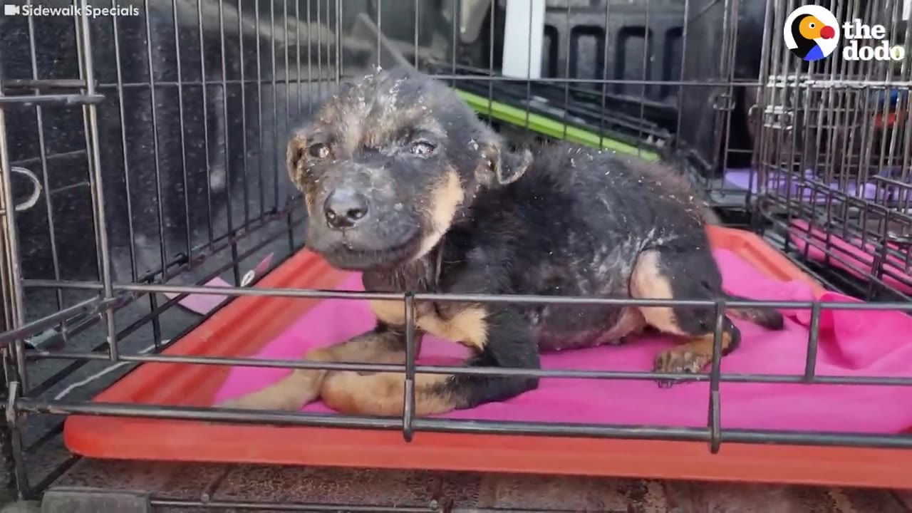 A small black and tan puppy with a dirty, oily coat sits inside a wire crate on a pink mat.