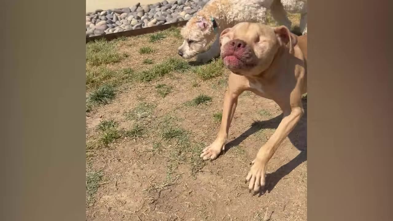 A tan dog with closed eyes leans forward on a dirt and grass patch with its front legs extended, while a fluffy white dog stands in the background.