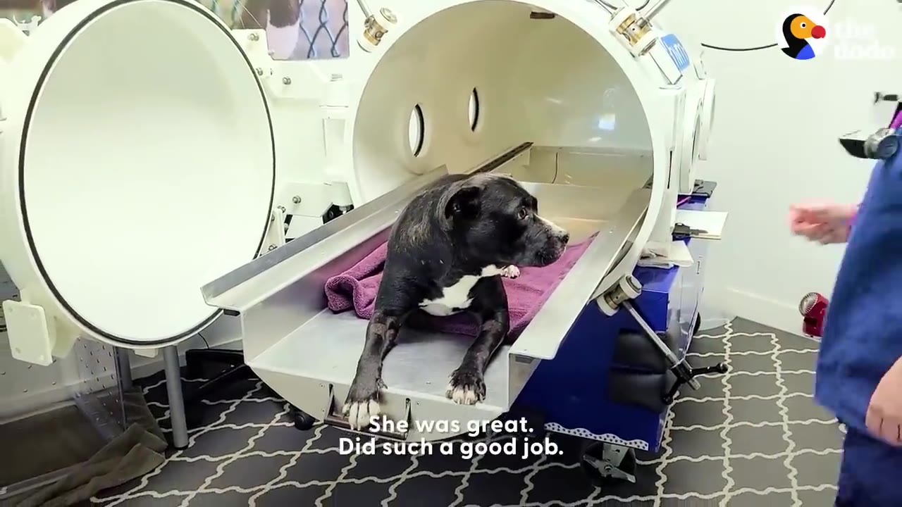 A black and white dog lies on a purple towel inside a white hyperbaric chamber at a veterinary clinic, with a vet technician standing nearby.