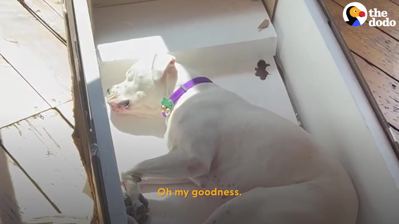 A white dog wearing a purple collar lies asleep inside a large box.