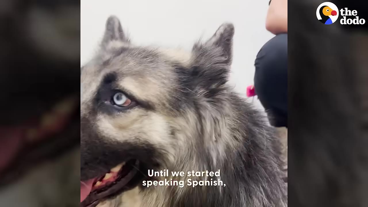 A close-up of a fluffy grey dog with blue eyes looking sideways, with the subtitle 'Until we started speaking Spanish,' on the screen.