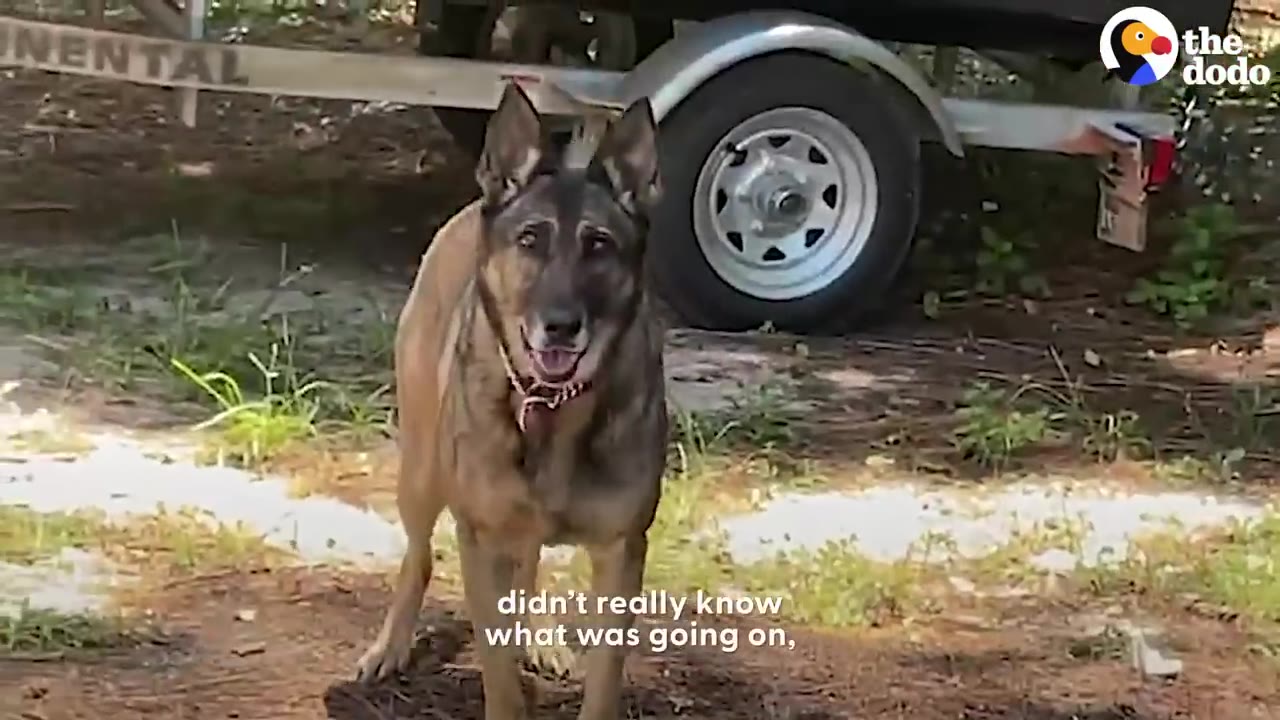 A German Shepherd mix stands in a yard in front of a boat trailer, looking directly at the camera with an alert and curious expression.