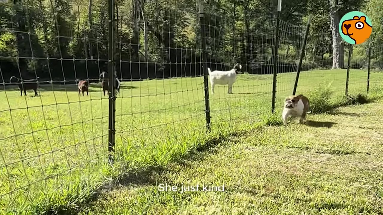 An English bulldog trots alongside a wire fence on a grassy farm field, with goats standing in the background pasture.