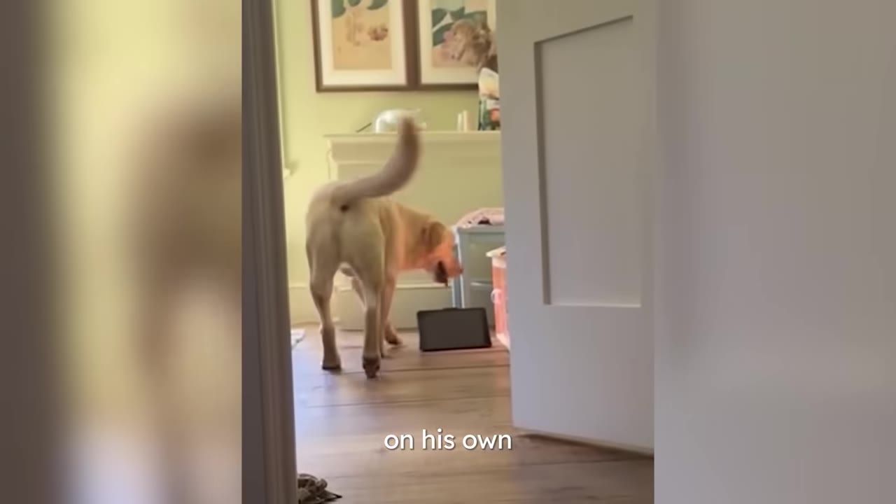 A yellow Labrador Retriever walking across a wooden floor in a home.