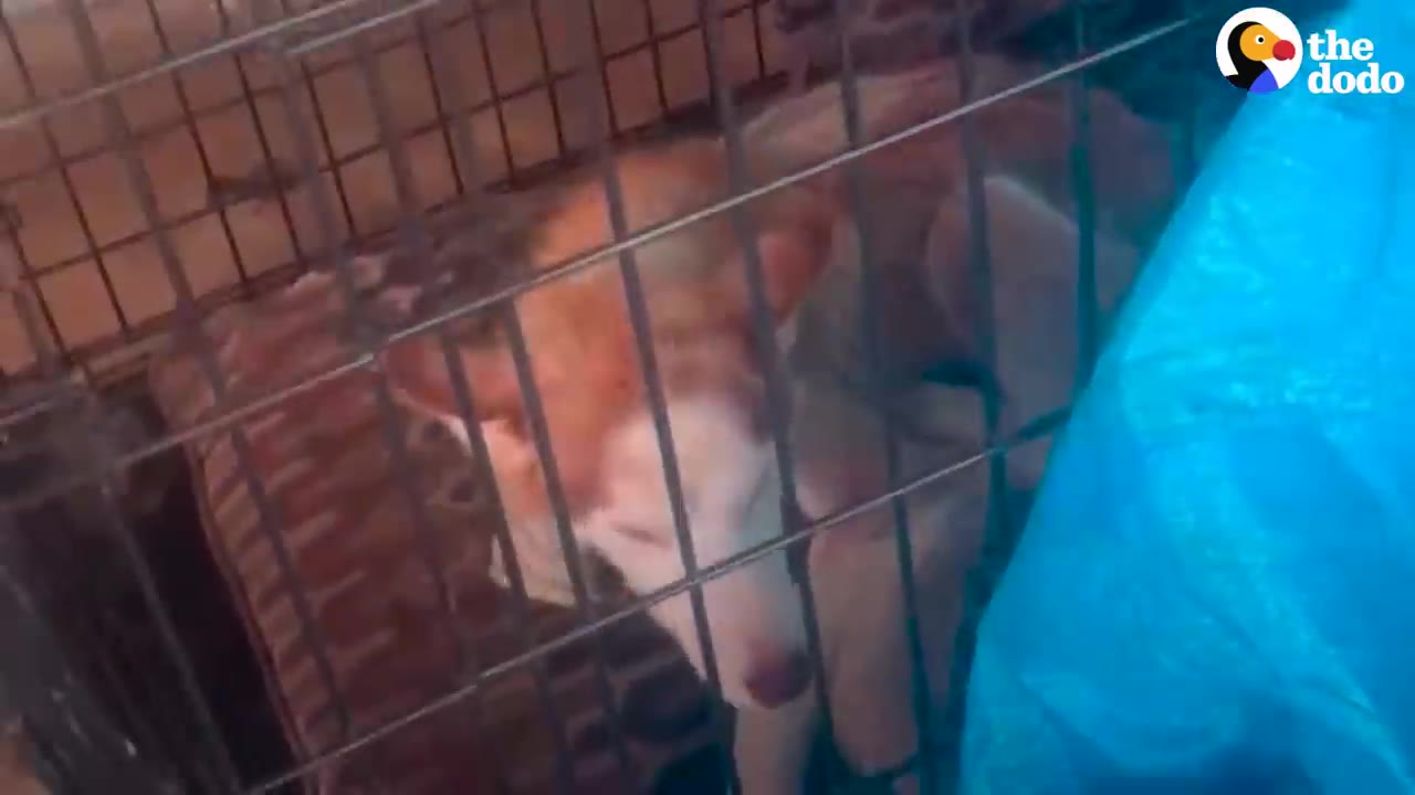 A brown and white husky dog lies inside a wire crate, looking thin and tired.