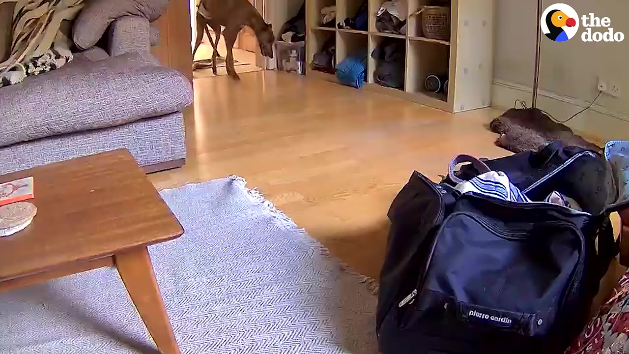 A brown dog wearing a diaper walks across a wooden floor in a living room, seen from a low angle with a blue duffel bag in the foreground.