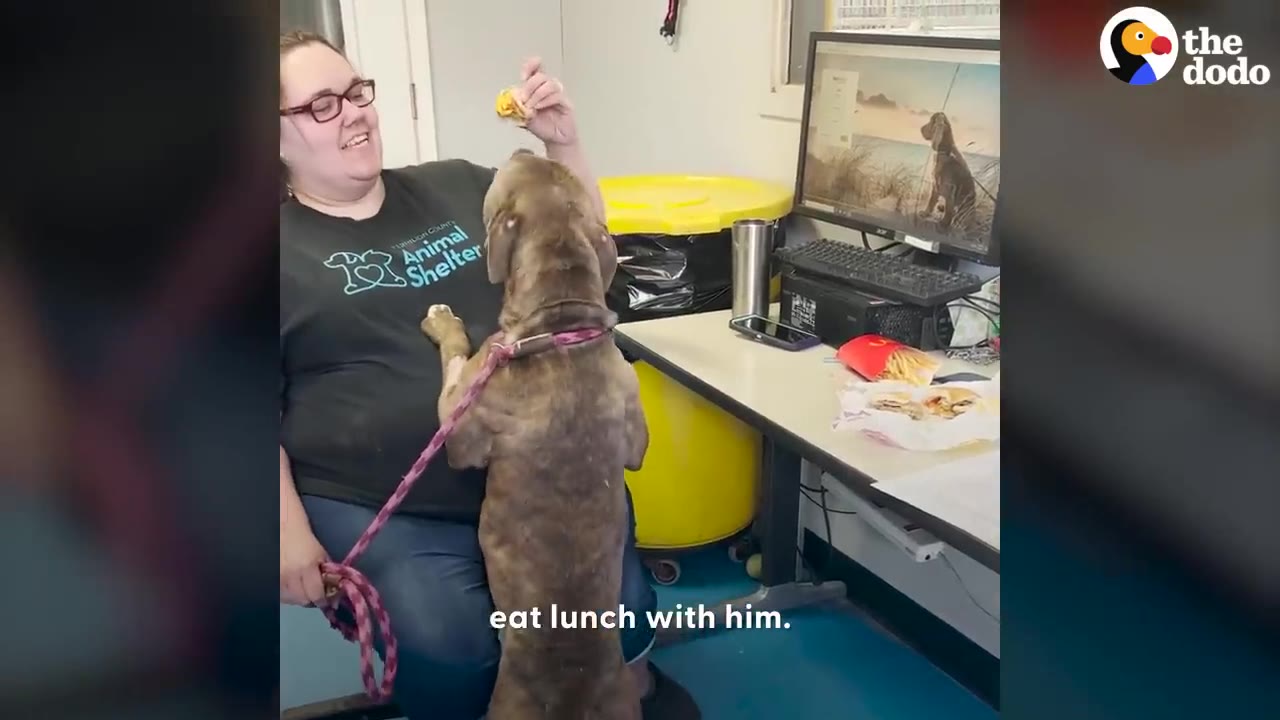 A woman wearing glasses and an Animal Shelter shirt offers a piece of food to a brown dog leaning up against her lap.