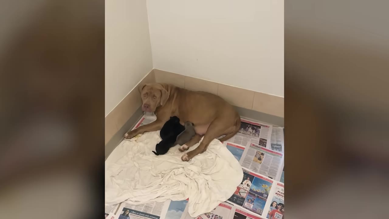 A large tan mother dog lying on white blankets and newspaper in the corner of a room with her newborn puppies.