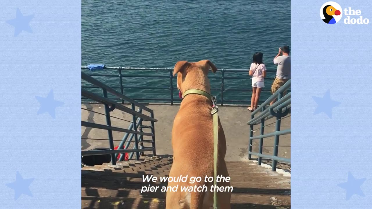 A tan dog seen from behind walking down stairs at a pier, looking out toward the ocean water where people stand near the railing.