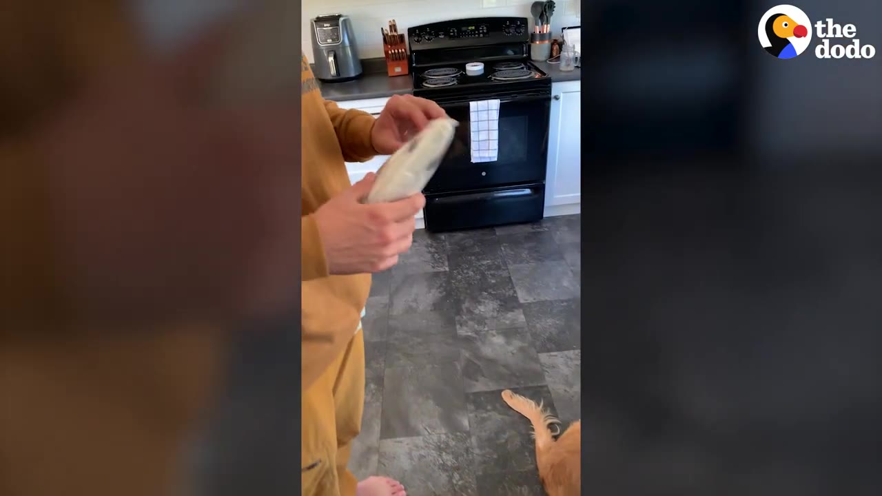 A person holding a packaged custom cat replica in a kitchen near a golden retriever puppy.