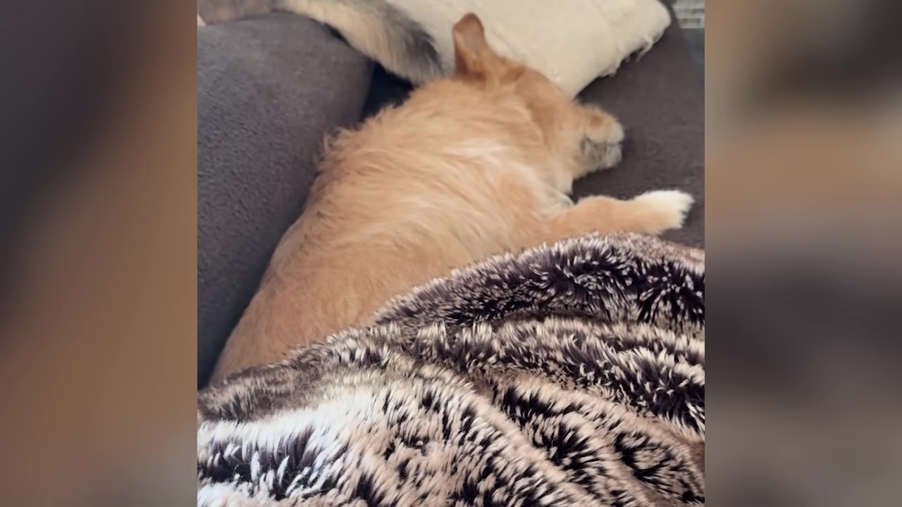 A small tan scruffy dog lying down and sleeping under a fuzzy blanket on a dark grey couch.