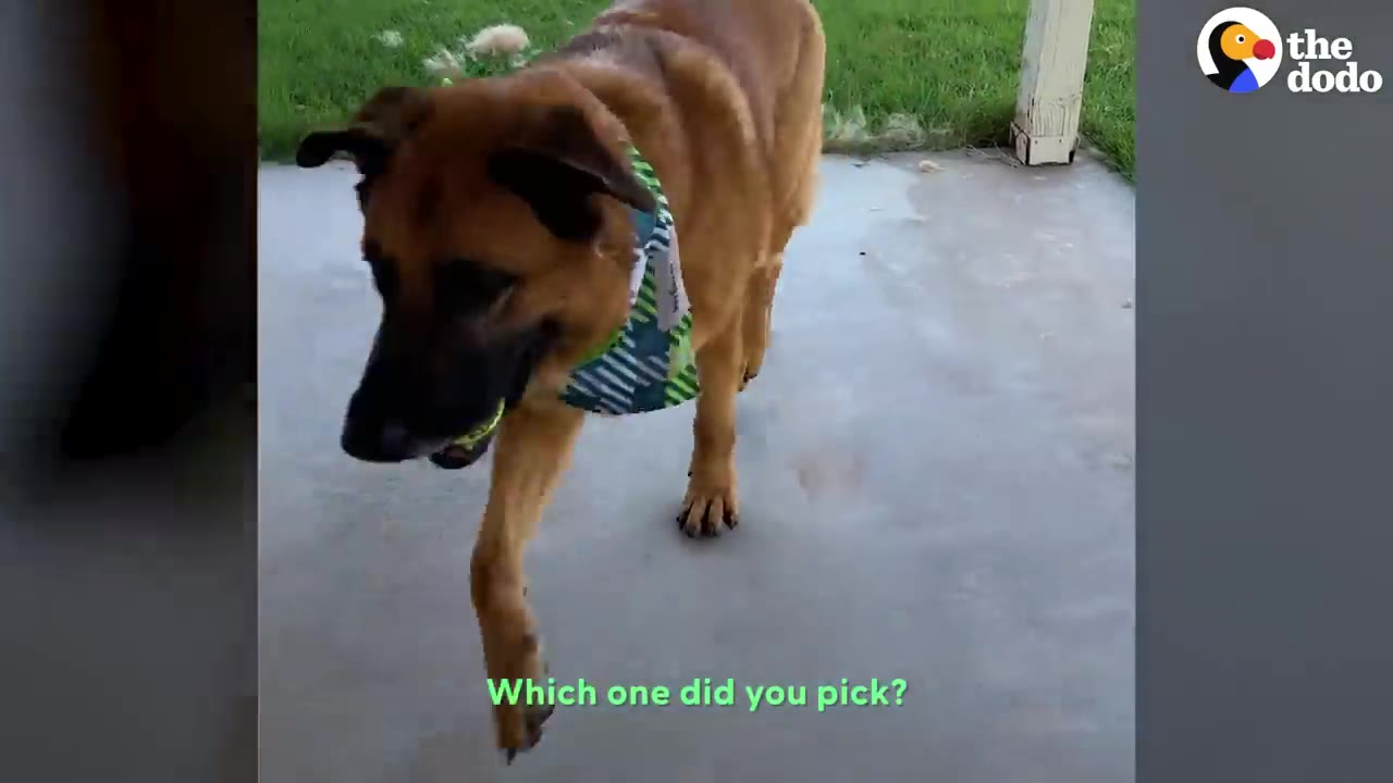 A tan dog wearing a patterned bandana walks across a concrete patio holding a yellow ball in its mouth.