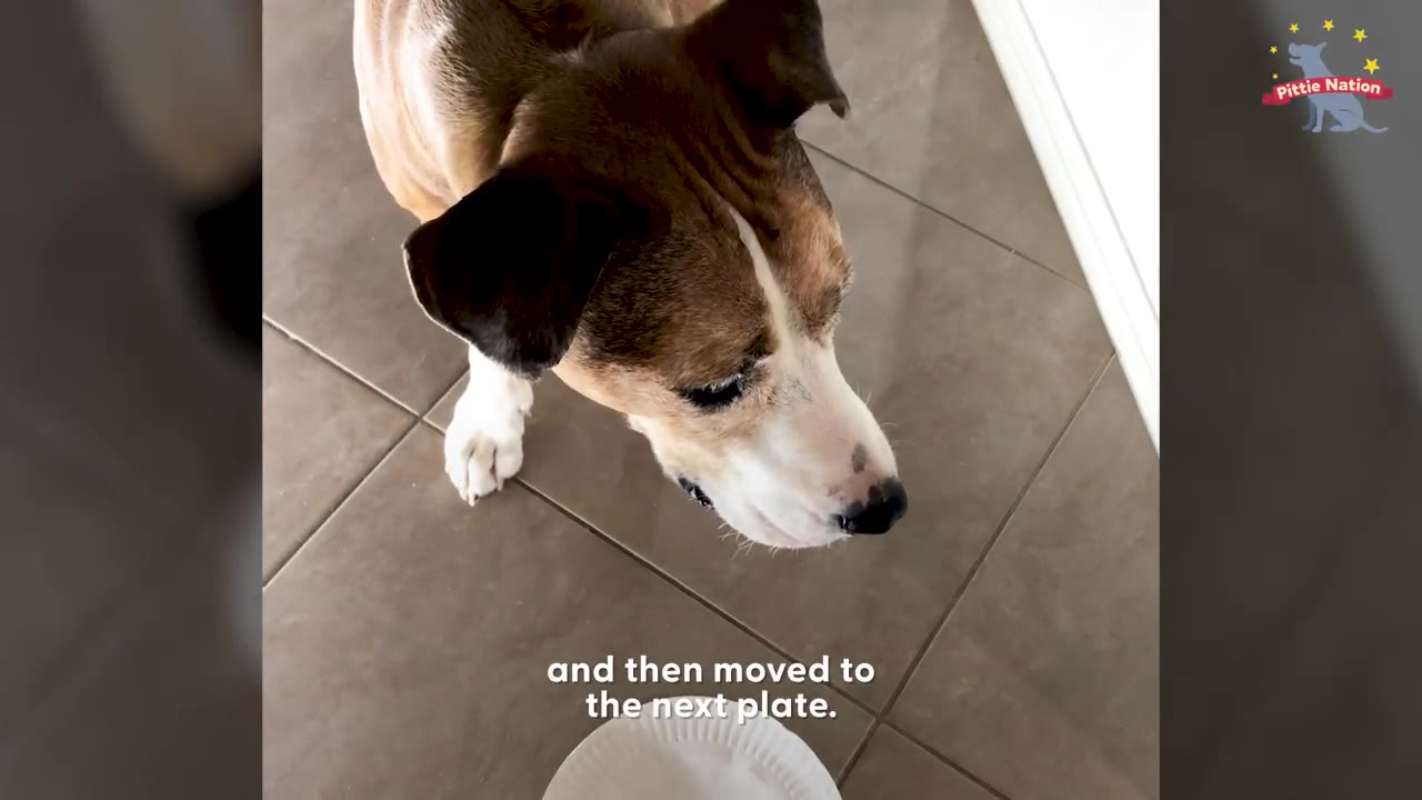 A brown and white dog looking down at a white paper plate on a tiled floor.