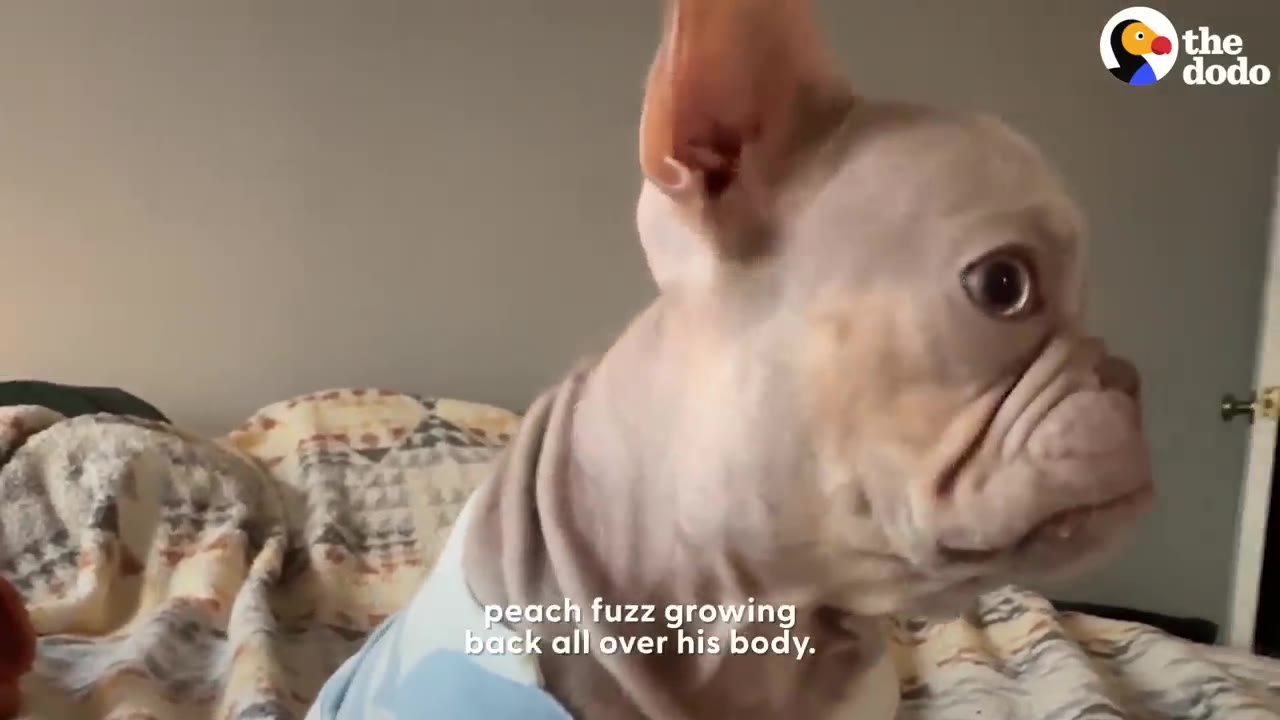 A small light-colored French bulldog wearing a blue and white striped shirt sits on a patterned bed looking off to the side.