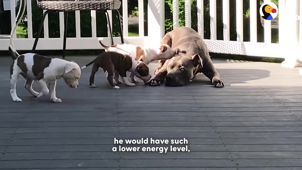 A large grey dog lies down on a wooden deck as three small brown and white puppies play around him.
