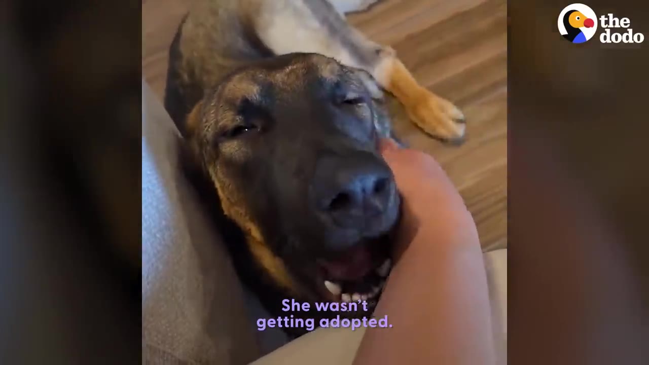 A close-up of a German Shepherd-mix dog lying down while being gently petted under the chin by a person's hand, with the text 'She wasn't getting adopted' on screen.