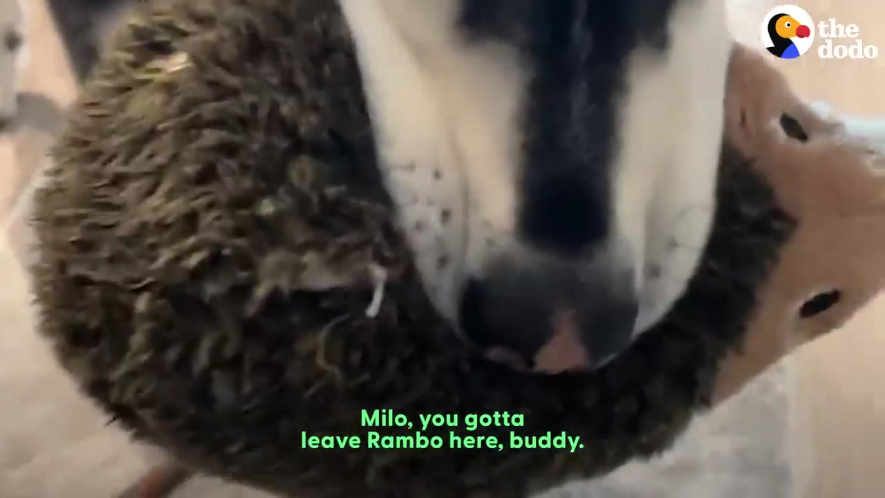 A close-up shot of a husky holding a stuffed hedgehog toy tightly in its mouth.