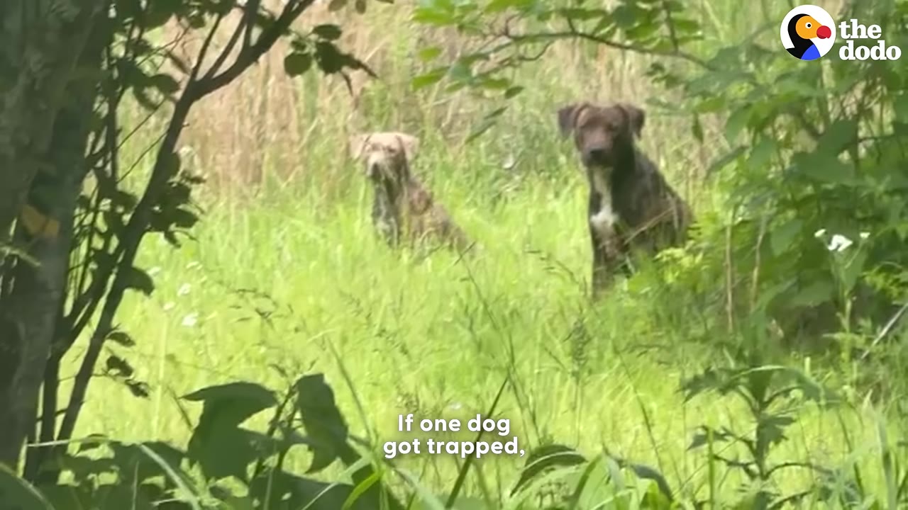 Two dogs sitting together in a grassy field, looking towards the camera.