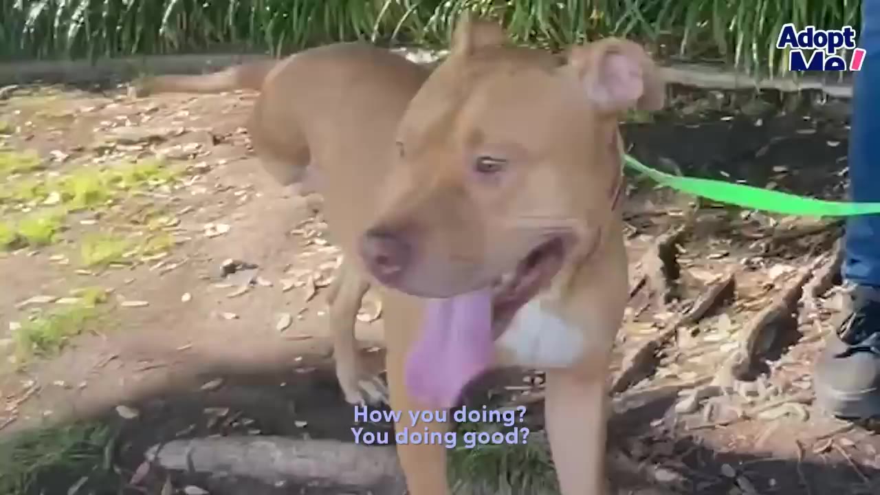 A tan dog with a green leash walking outside on a dirt trail while panting happily.