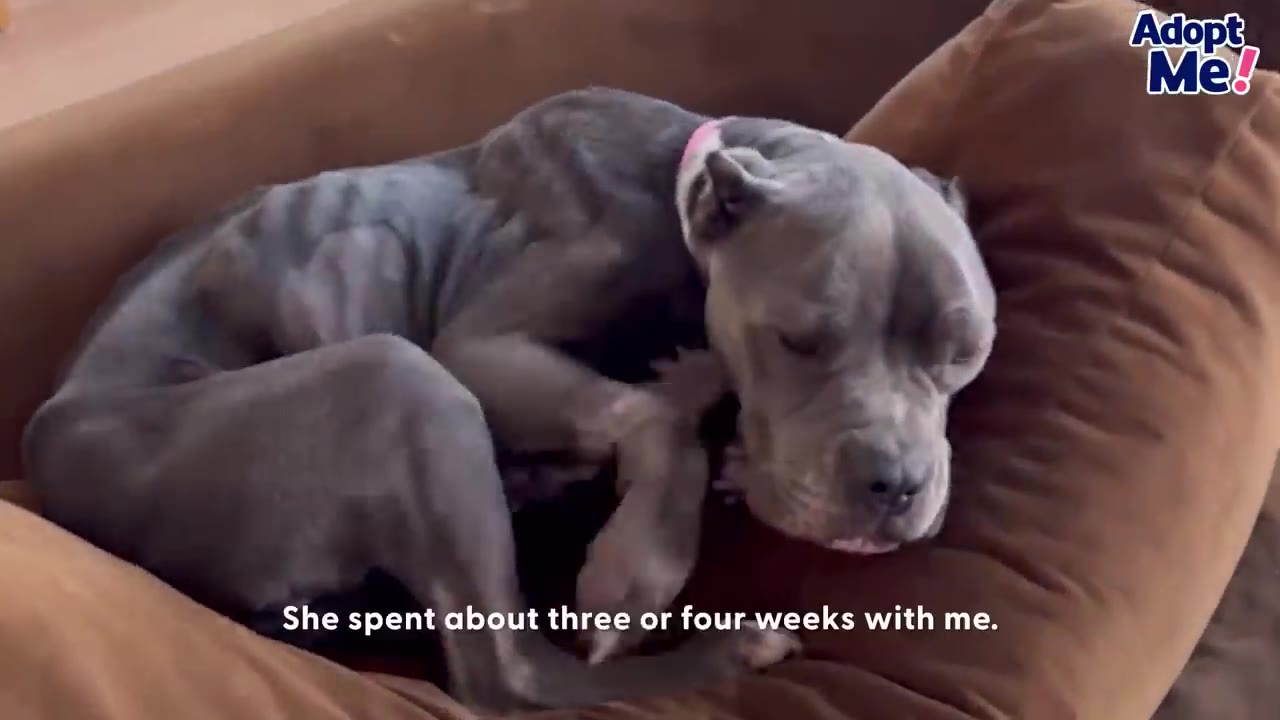 A thin gray pit bull dog curls up on a brown dog bed, resting during her recovery.