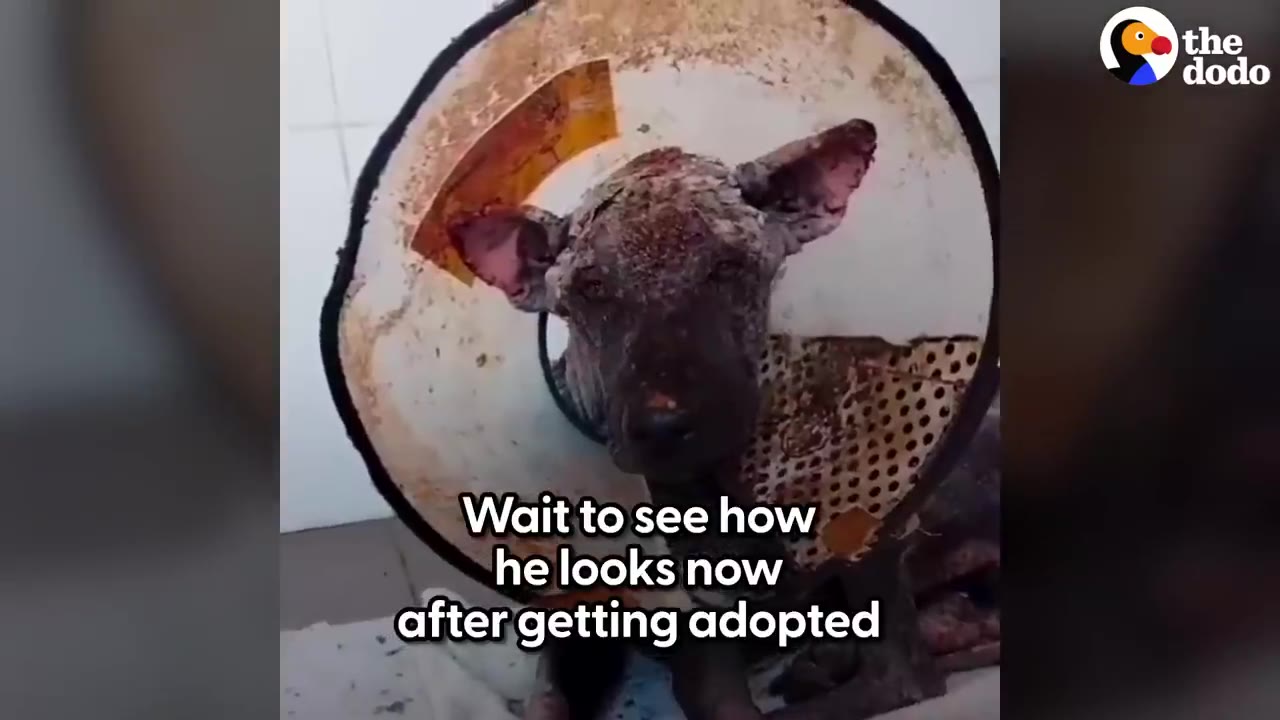 A dog with severe skin loss and damage wearing a protective medical cone collar looking directly at the camera.