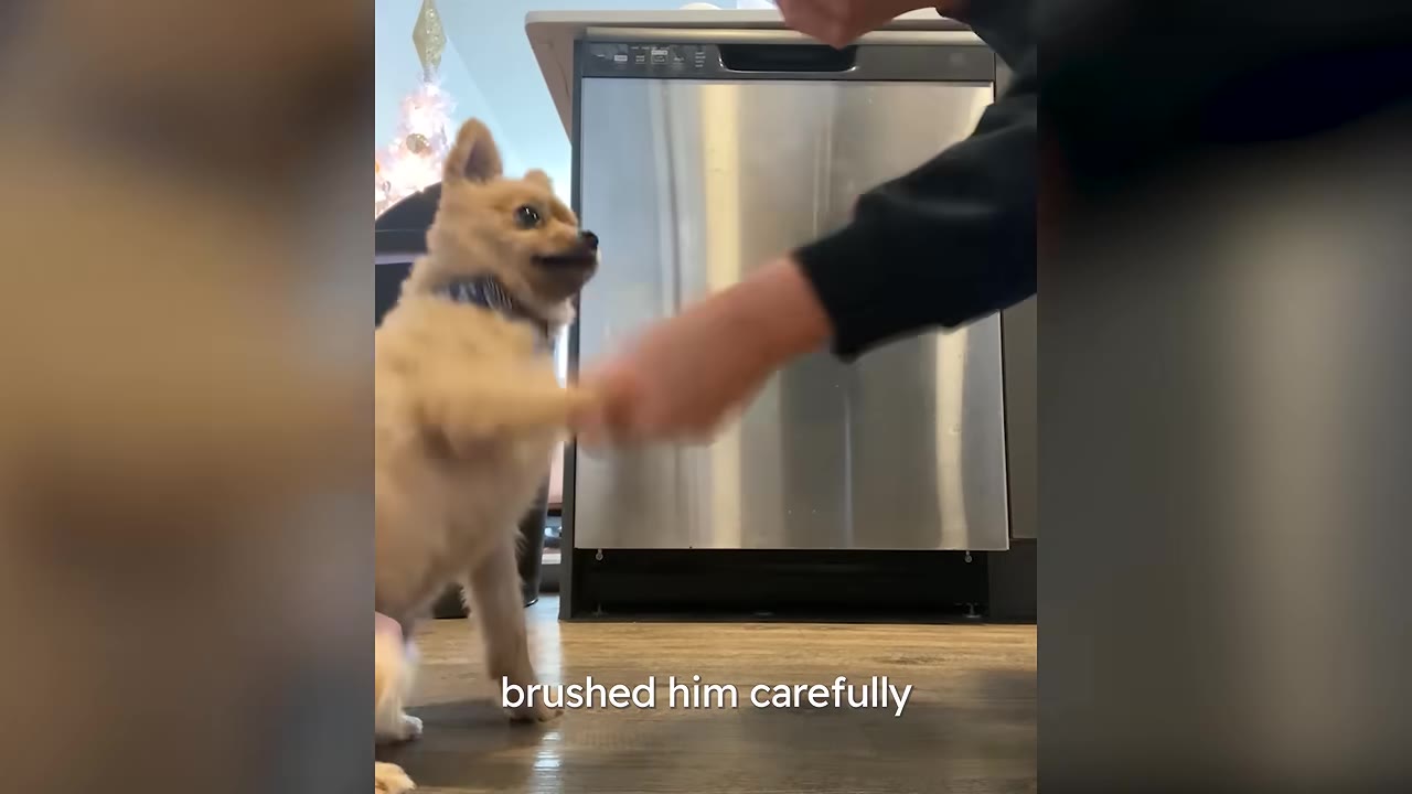 A small, light-brown dog with a short, unevenly shaved coat stands on its hind legs to shake hands with a person in a kitchen.