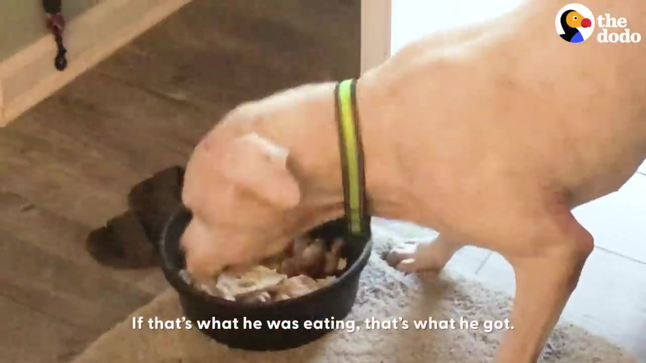 A close-up shot of a light-colored dog with a green collar eating shredded chicken from a black bowl on a rug.