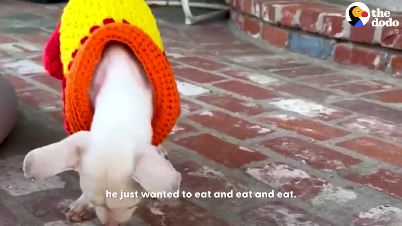 A small white dog wearing a colorful yellow, red, and orange knit sweater stands on a brick patio, looking down.