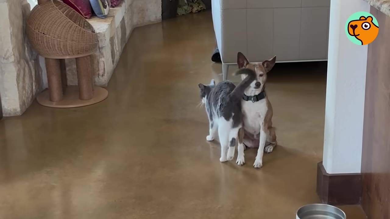 A brown and white dog sitting calmly on a floor while a grey and white cat walks beside it.