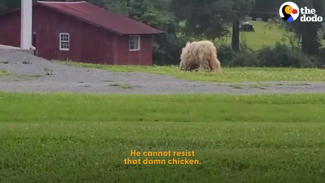 A heavily matted fluffy white dog lowers its head to eat off the grass near a red building.