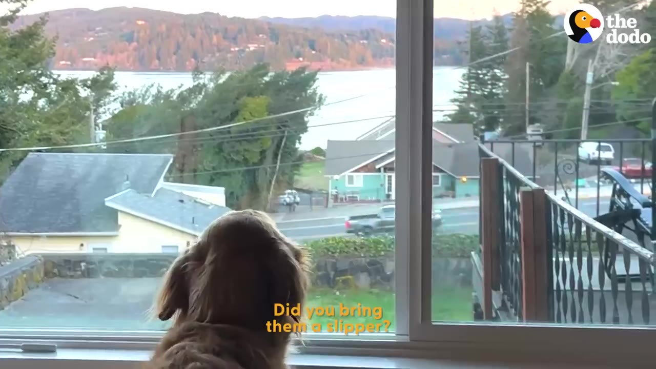 A golden retriever sitting inside looking out a large window overlooking a scenic bay and neighborhood.