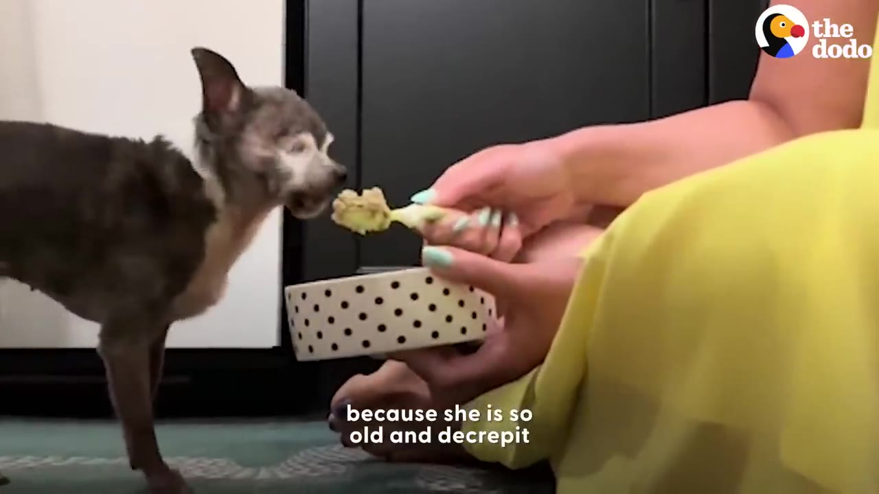 A small, senior chihuahua is spoon-fed by a person holding a polka-dot bowl, with video captions reading 'because she is so old and decrepit'.