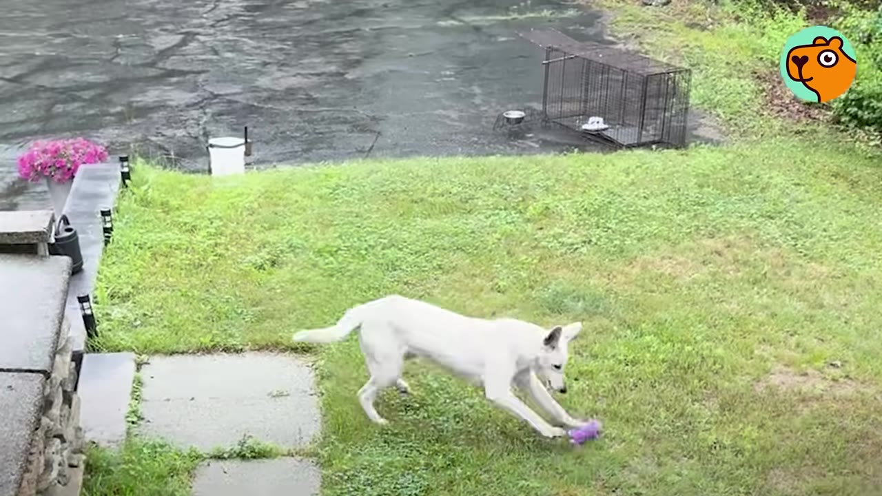 A white dog on a grassy lawn pouncing toward a purple squeaky toy, with a metal animal trap set up in the background.