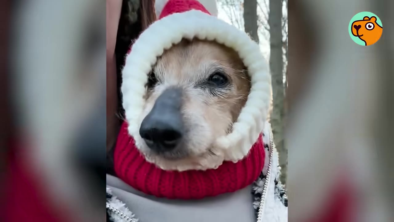 A close-up portrait of a senior dog wearing a red and white knit winter hood while outdoors.