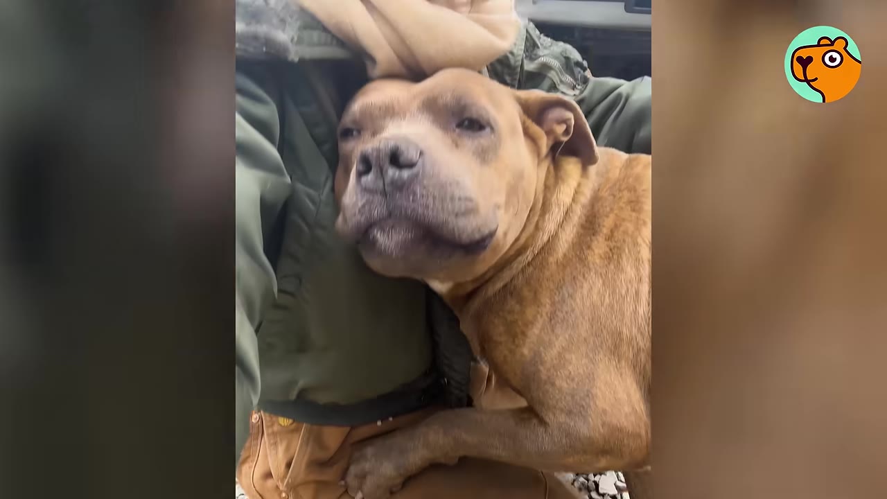 A brown dog rests its head affectionately against a person's chest.