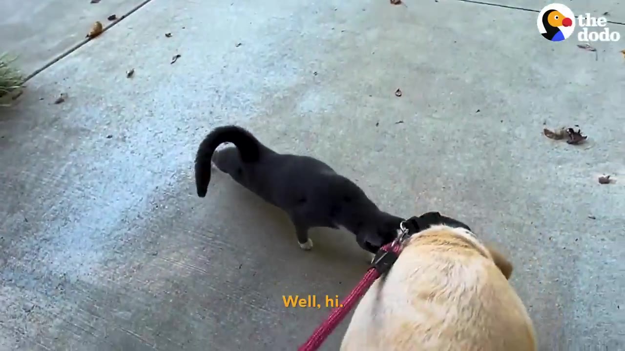 A black cat headbutts a yellow lab dog on a leash in a sweet greeting.