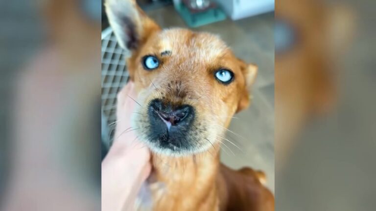 California Woman Had Fostered 46 Dogs, But Nothing Prepared Her For The Sound Coming From One Dog’s Bed