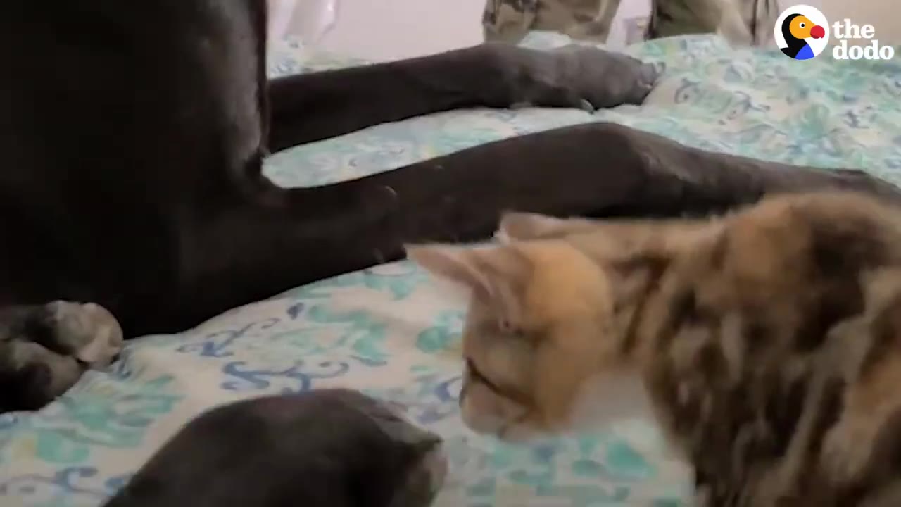 A small kitten standing on a patterned bedspread near the legs of a large black dog.