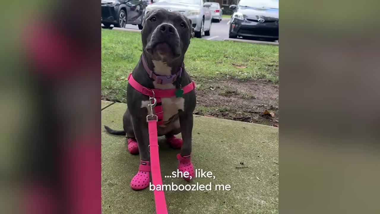 A gray and white dog sitting on a concrete sidewalk outdoors wearing a pink harness, pink leash, and small pink dog boots.