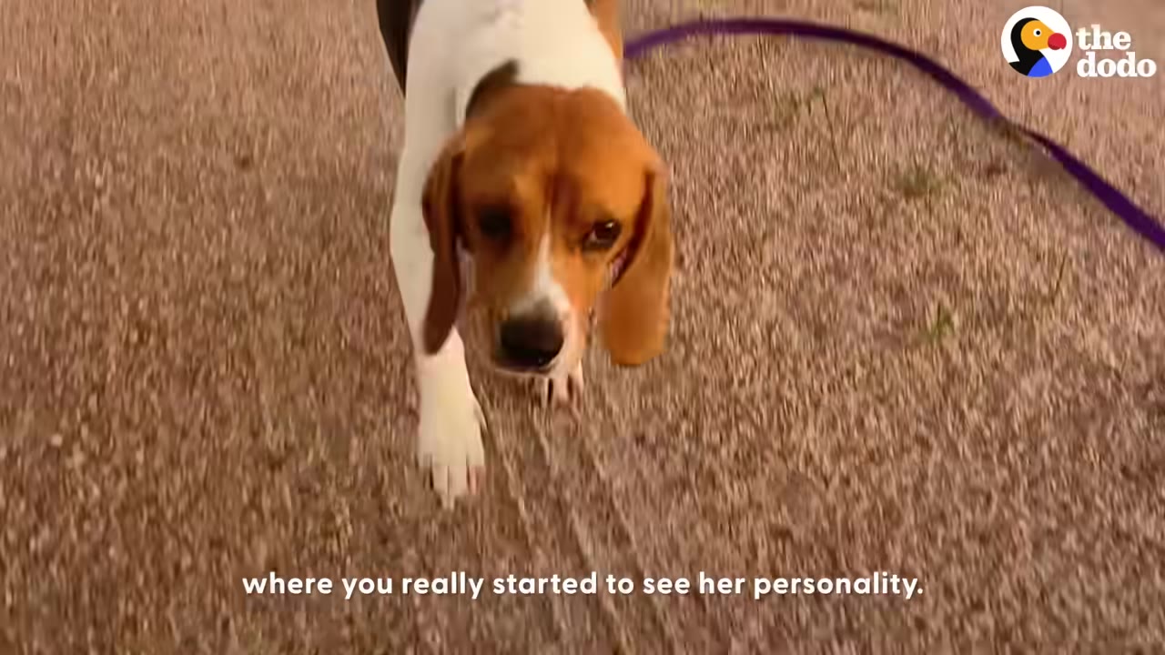 A close-up shot of a beagle dog on a purple leash walking on a gravel path.